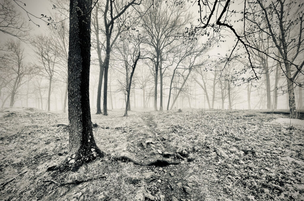 Morning on Appalachian Trail, New York.